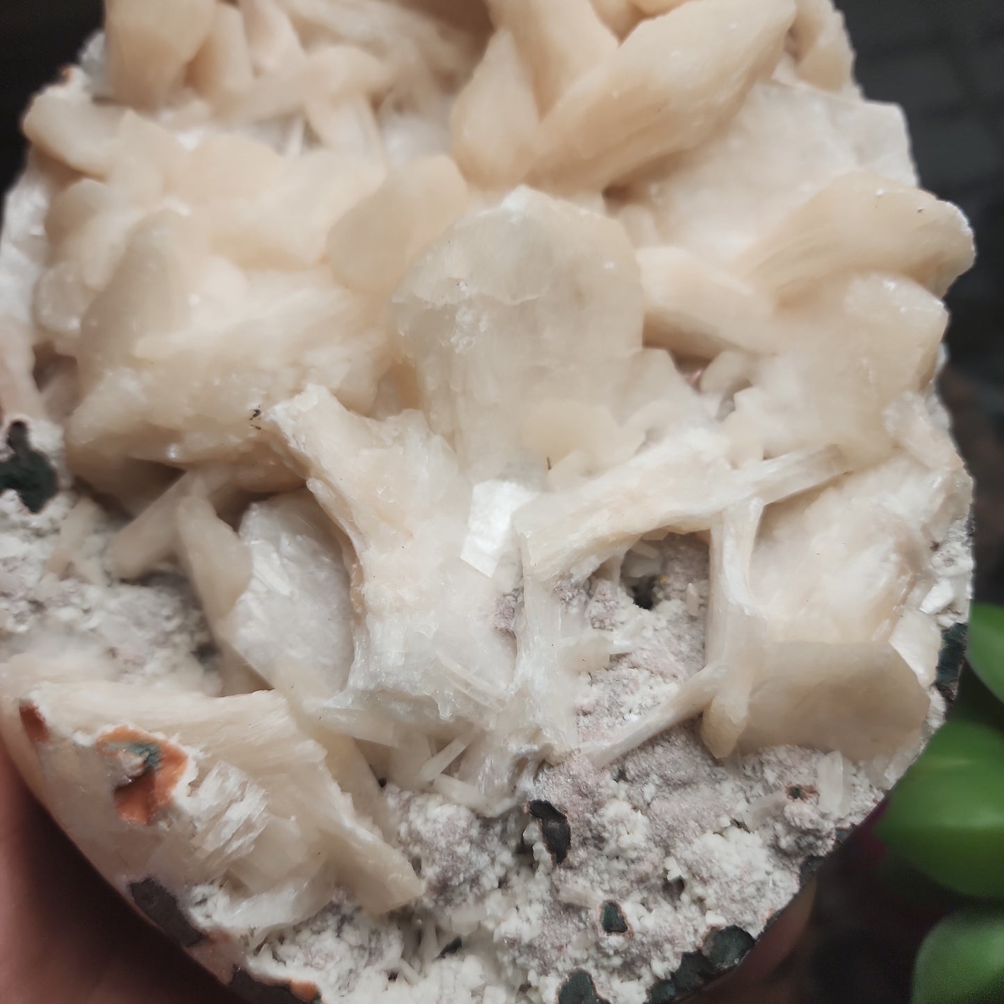 Large Stillbite Cluster