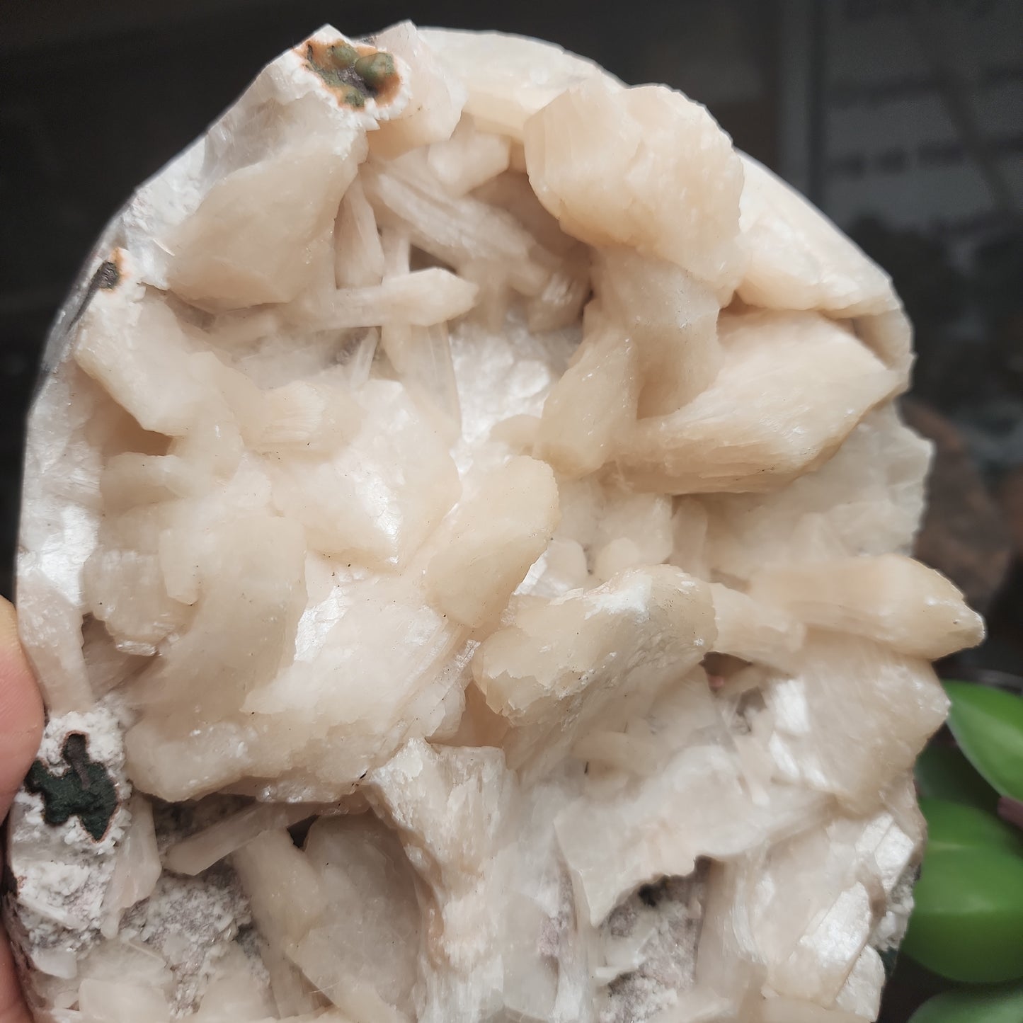 Large Stillbite Cluster