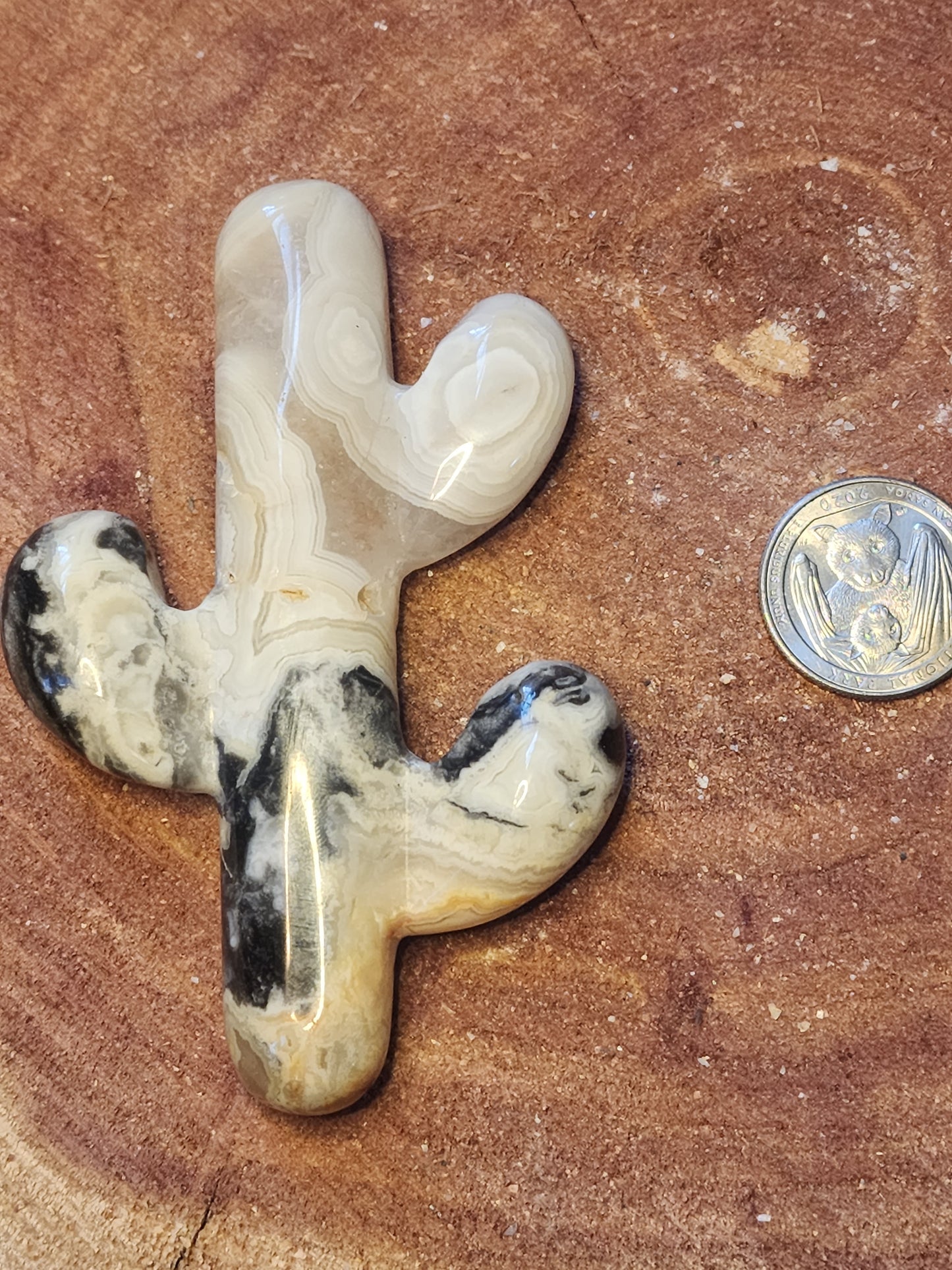 Crazy lace agate cactus ๐ต