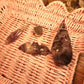 Bundle 2- Amethyst Critters