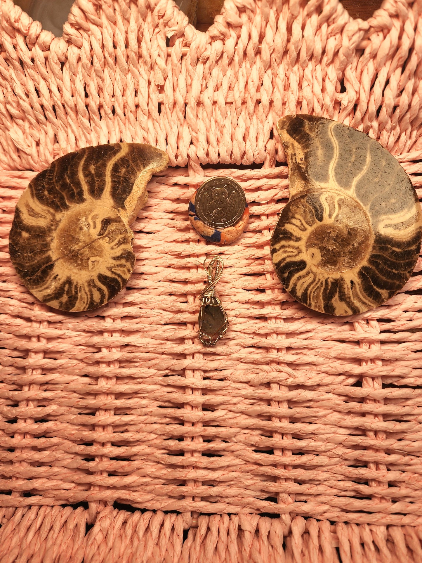 Bundle 7- Ammonite in the Flash
