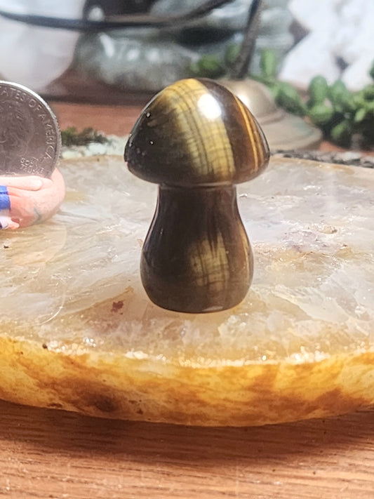 Tigers Eye Mushroom