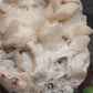 Large Stillbite Cluster