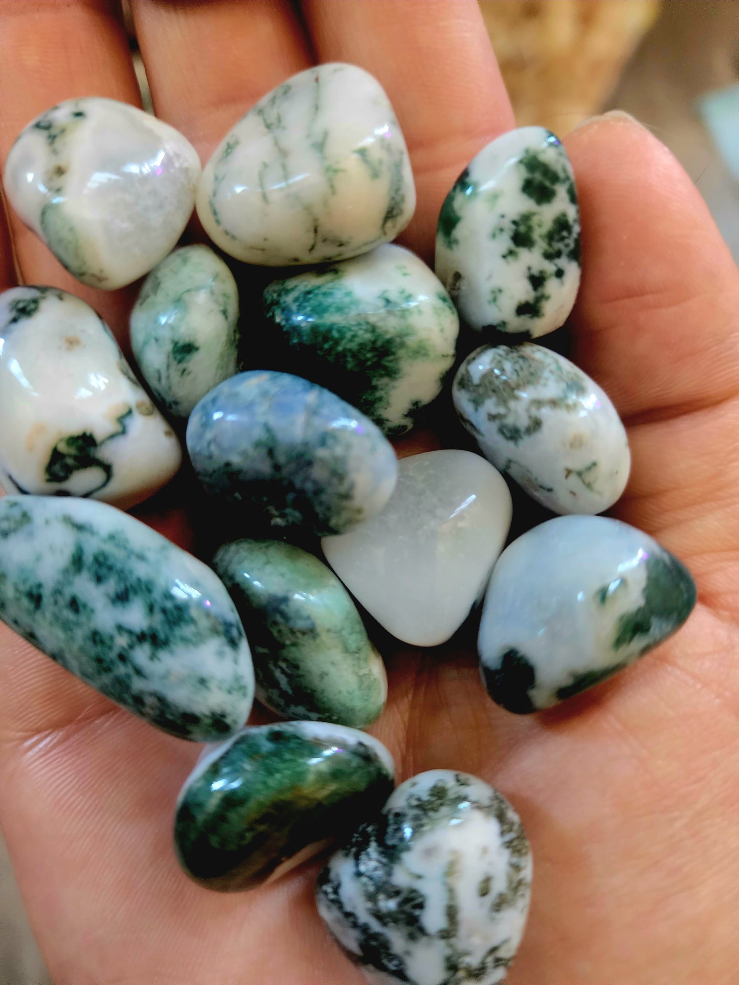 14 tree agate tumbles