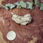 Barite specimen