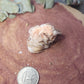 Barite specimen