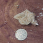 Barite specimen